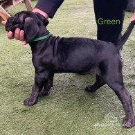 Cane Corso - Both