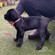 Cane Corso - Both