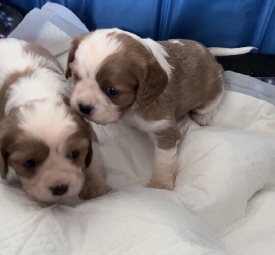 Cavalier King Charles Spaniel