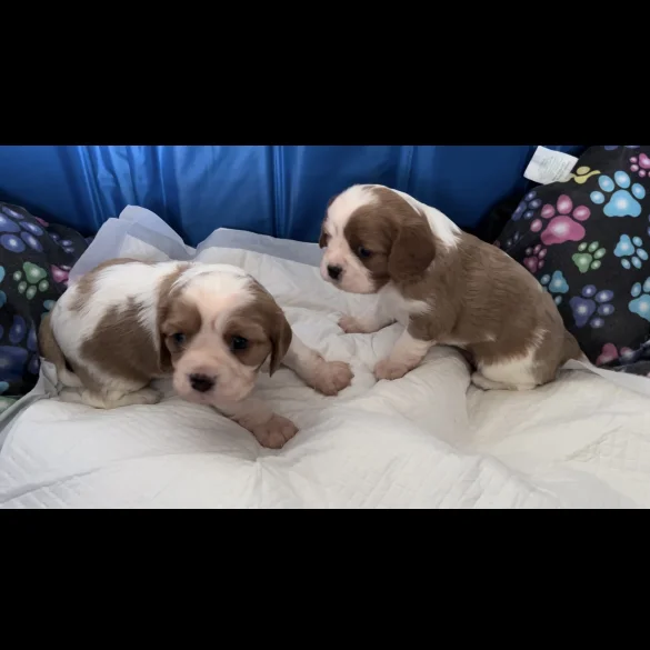 Cavalier King Charles Spaniel - Dogs