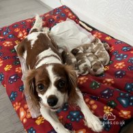 Cavalier King Charles Spaniel - Dogs