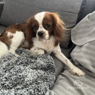 Cavalier King Charles Spaniel - Dogs