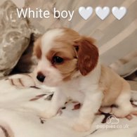 Cavalier King Charles Spaniel - Both