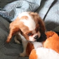 Cavalier King Charles Spaniel - Both