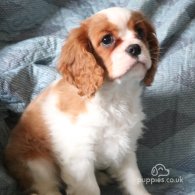 Cavalier King Charles Spaniel - Both