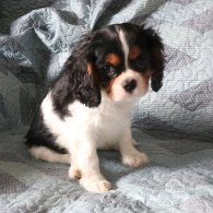 Cavalier King Charles Spaniel - Both