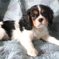 Cavalier King Charles Spaniel - Both