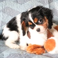 Cavalier King Charles Spaniel - Both