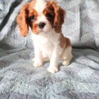 Cavalier King Charles Spaniel - Both