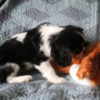 Cavalier King Charles Spaniel - Both