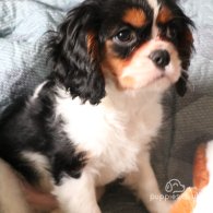 Cavalier King Charles Spaniel - Both