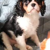 Cavalier King Charles Spaniel - Both