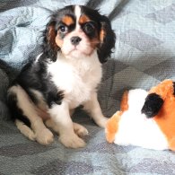 Cavalier King Charles Spaniel - Both