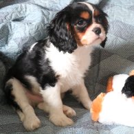 Cavalier King Charles Spaniel - Both