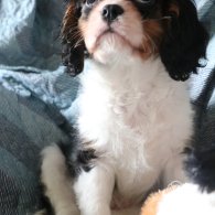 Cavalier King Charles Spaniel - Both