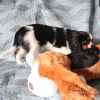 Cavalier King Charles Spaniel - Both