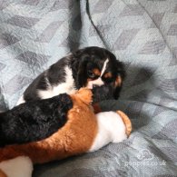 Cavalier King Charles Spaniel - Both