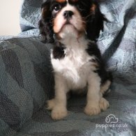 Cavalier King Charles Spaniel - Both