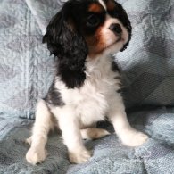 Cavalier King Charles Spaniel - Both