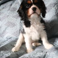 Cavalier King Charles Spaniel - Both