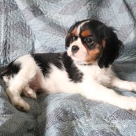 Cavalier King Charles Spaniel - Both