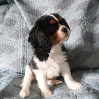 Cavalier King Charles Spaniel - Both