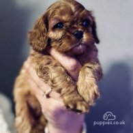 Cavalier King Charles Spaniel - Both