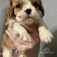 Cavalier King Charles Spaniel - Both