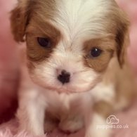 Cavalier King Charles Spaniel - Both