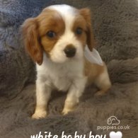 Cavalier King Charles Spaniel - Both