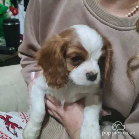 Cavalier King Charles Spaniel - Both