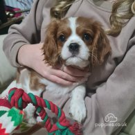 Cavalier King Charles Spaniel - Both