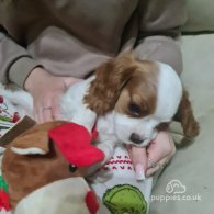 Cavalier King Charles Spaniel - Both