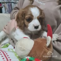 Cavalier King Charles Spaniel - Both