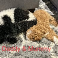 Cavapoo - Both