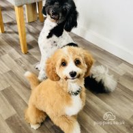 Cavapoo - Both