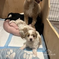 Cavapoo - Both