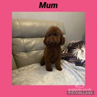 Cavapoo - Both