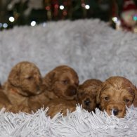 Cavapoo - Both