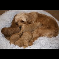 Cavapoo - Both