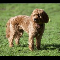 Cavapoo - Both