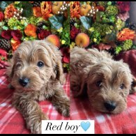 Cavapoo - Both