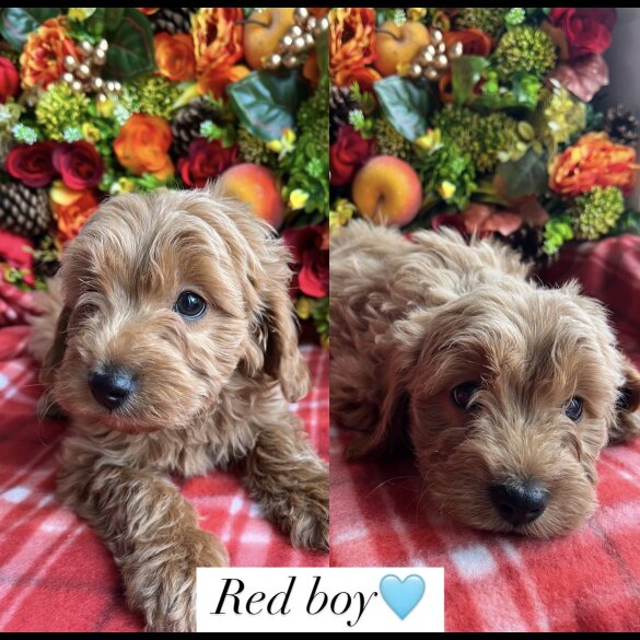 Cavapoo - Both