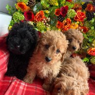 Cavapoo - Both