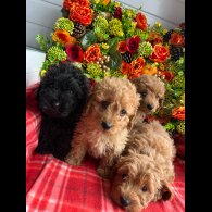 Cavapoo - Both