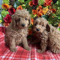 Cavapoo - Both