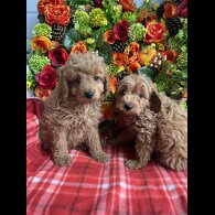 Cavapoo - Both