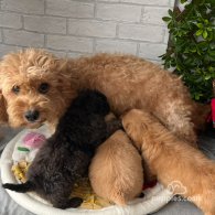 Cavapoo - Both