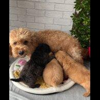 Cavapoo - Both