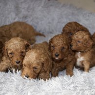 Cavapoo - Both